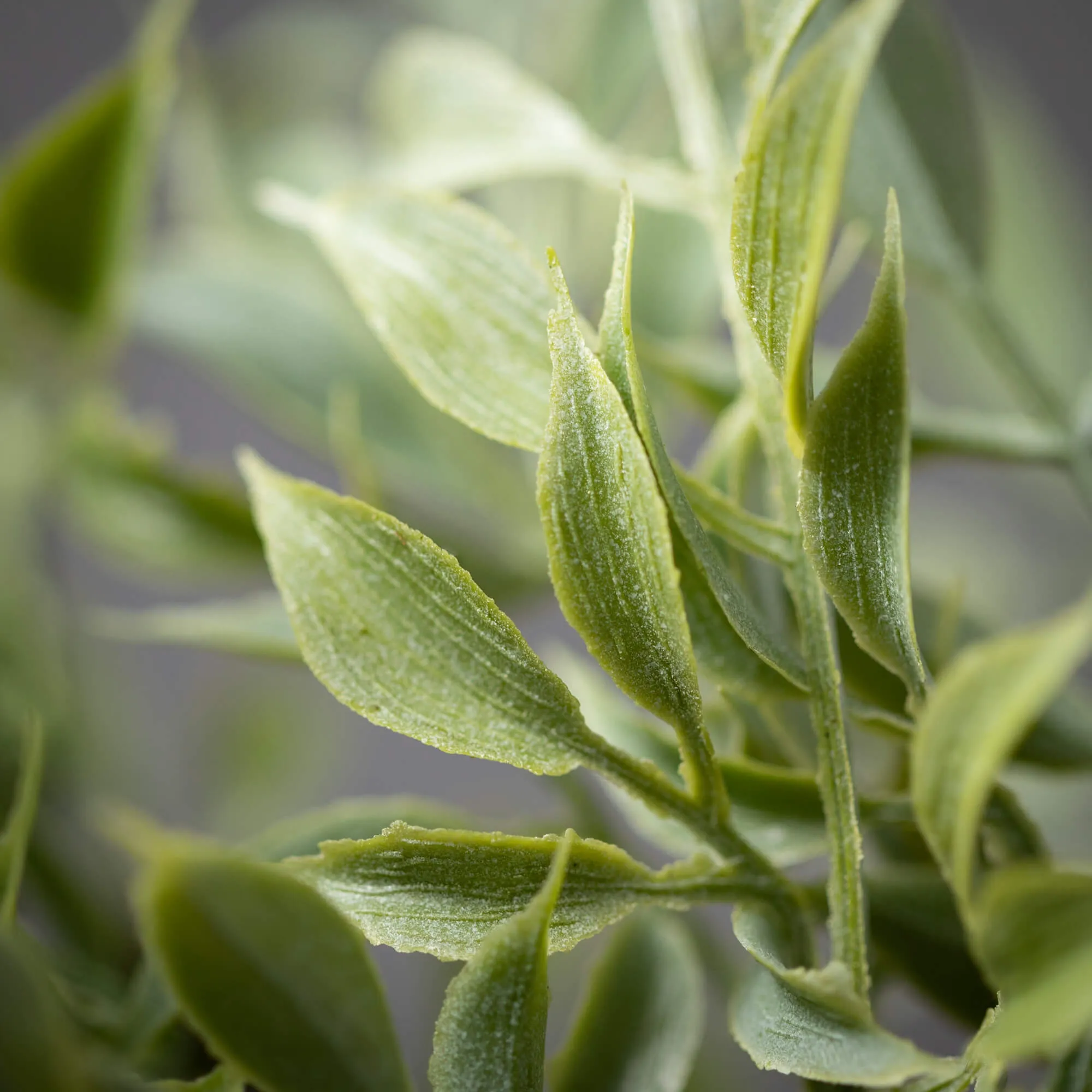 Dusted Tea Leaf Drop